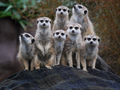 Surykatki żyją w stadach w południowej części Afryki, głównie na Kalahari. 
Fot. Ashleigh Thompsonhleigh Thompson, źródło: http://en.wikipedia.org/wiki/File:Suricata_suricatta_-Auckland_Zoo_-group-8a.jpg