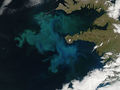 Wiosenny masowy zakwit fitoplanktonu u zachodnich wybrzeży Islandii. Fot. NASA Goddard Space Flight Center, źródło: http://commons.wikimedia.org/wiki/File:Phytoplankton_bloom_off_western_Iceland.jpg, dostęp: 07.04.2015
