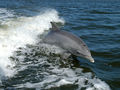 Delfin butlonosy (butlonos) jest zębowcem i posługuje się 
echolokacją. Widzisz otwór na czubku jego głowy? Jest to otwór nosowy 
powstały ze zrośnięcia się obu nozdrzy. Fot. NASA, źródło: 
http://pl.wikipedia.org/wiki/Plik:Bottlenose_Dolphin_KSC04pd0178.jpg