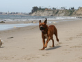 Prędkość przejściowa psów jest zależna od ich rozmiaru i mieści się w przedziale 0,9–1,3 m/s. 
Fot. Disel Demon, źródło: https://www.flickr.com/, dostęp: 08.04.2014

