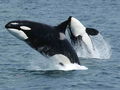 Orka jest najszybciej poruszającym się ssakiem morskim, osiąga prędkość do 60 km/h. Fot. Robert Pittman (NOAA), źródło: https://commons.wikimedia.org/wiki/File:Killerwhales_jumping.jpg, dostęp: 03.02.2016