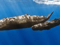 Kaszalot spermacetowy. Fot. Gabriel Barathieu / Réunion Underwater Photography, źródło: https://pl.wikipedia.org/wiki/Kaszalot#/media/File:Sperm_whale_mother_with_calf.jpg, dostęp: 03.02.2016