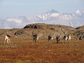 W drodze powrotnej spotykaliśmy stada ciekawskich reniferów. Na ostatnim planie Hornsundtind - najwyższy szczyt południowego Spitsbergenu (1429 m n.p.m.) (fot. E. Kapusta)