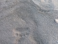Świeże ślady niedźwiedzia polarnego na przedpolu lodowca Bautabreen (fot. W. Piotrowski)