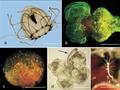Ryc. 3. Odwrócony cykl życiowy u Turritopsis dohrni: a) zdrowa meduza, b) meduza podczas transformacji, c) cystopodobne stadium, d) motylo-kształtna pozostałość po meduzie produkująca zaczątek polipa – oznaczona czarną strzałką, e) nowo powstały polip. Źródło: Piraino i in., 2004.
