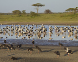 Bociany białe i bociany czarne w Tanzanii nad jeziorem Ndutu (na terenie Parku Serengeti).Fot. Martha de Long-Lantik, źródło: www.flicr.com.pl, dostęp 20.03.14