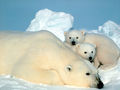 Samica niedźwiedzia polarnego z młodymi. Fot. Steve Amstrup, źródło: http://commons.wikimedia.org/wiki/File:Ursus_maritimus_Steve_Amstrup.jpg, dostęp: 14.11.14.
