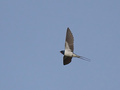 Dymówka (Hirundo rustica). Fot. Stefan Berndtsson, źródło: https://www.flickr.com, dostęp: 10.07.15