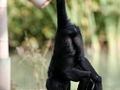 Czepiaki dbają o dietę – czy otyła małpa zrobiłaby coś takiego? Fot. Patrick Mueller, źródło: http://en.wikipedia.org/wiki/File:Ateles_fusciceps_robustus_water.JPG, dostęp: 12.03.15