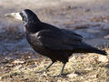 Gawron zwyczajny.
Fot. Rafał Komorowski, źródło: http://pl.wikipedia.org/wiki/Plik:Corvus_frugilegus_2.jpg