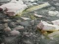 Popękany lód, zabarwiony od spodniej strony na brunatno okrzemkami, które są jednymi z pierwszych wiosennych organizmów budzących się do życia po zimowych miesiącach w wodach Arktyki i Antarktyki. Fot. GeSHaFish, źródło: http://commons.wikimedia.org/wiki/File:Broken_pack_ice_with_cryopelagic_antarctic_diatoms.jpg, dostęp: 07.04.2015
