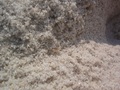 Zmieraczki plażowe (Talitrus saltator) są małe (8 do 16 mm długości) i trudno je zauważyć na plaży. Fot. AKH