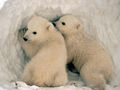 Młode niedźwiedzie polarne w jamie śnieżnej. Fot. U.S. Fish and Wildlife Service http://pl.wikipedia.org/wiki/Plik:Ursus_maritimus_us_fish.jpg, dostęp: 14.11.14.
