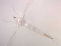Leptodora jest przezroczysta, dzięki czemu świetnie kamufluje się w wodzie i trudno ją dostrzec. Ma sześć par odnóży i wydłużone ciało.
Źródło: Nilsson, E., R. Odselius and R. Elofsson. 1983. The compound eye of Leptodora kindtii (Cladoceran). An adaption to planktonic life. Cell Tissue Res.30: 401-410, dostęp 17.01.14 http://cfb.unh.edu/cfbkey/html/Organisms/CCladocera/FLeptodoridae/GLeptodora/Leptodora_kindti/leptodorakindti.html
