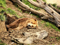 W obliczu zagrożenia niedźwiedzie dość łatwo wybudzają się ze snu, 
co warto brać pod uwagę, podejmując zimowe wyprawy terenowe. Zachowanie 
ciszy sprzyja śpiącemu niedźwiedziowi, bowiem nieoczekiwane wybudzenie z
 letargu oznacza dla niego znaczne straty energetyczne (szybciej traci 
zapasy zgromadzonego tłuszczu).Fot. GeoFX, źródło: http://www.flickr.com/photos/geofx/3442667302/, dostęp 06.03.14