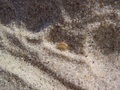 Zmieraczki plażowe (Talitrus saltator) ze względu na skoki, które wykonują, są także nazywane pchłami morskimi. Fot. AKH