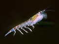 Kryl antarktyczny. Fot. Uwe Kils, źródło: http://es.wikipedia.org/wiki/Euphausiacea#mediaviewer/File:Krill666.jpg, dostęp: 12.02.15
