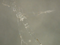 W ciele leptodory widoczne są praktycznie tylko oczy oraz wypchany pokarmem przewód pokarmowy.
Źródło: Nilsson, E., R. Odselius and R. Elofsson. 1983. The compound eye of Leptodora kindtii (Cladoceran). An adaption to planktonic life. Cell Tissue Res.30: 401-410, dostęp 17.01.14 http://cfb.unh.edu/cfbkey/html/Organisms/CCladocera/FLeptodoridae/GLeptodora/Leptodora_kindti/leptodorakindti.html

