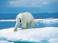 Niedźwiedzie polarne przez większą część życia są samotnikami. Fot. Ansgar Walk, źródło: http://commons.wikimedia.org/wiki/File:Eisb%C3%A4r_1996-07-23.jpg, dostęp: 14.11.14.
