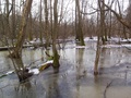 Wczesną wiosną stan Strumienia jest wysoki i mamy wrażenie, że zalana jest cała okolica. Widok naprawdę niezwykły, wręcz magiczny! Fot. A K-H
