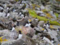 Widłonogi z rodzaju Calanus (na poprzedniej fotografii) są przysmakiem najliczniejszych na półkuli północnej ptaków –mieszkańców Arktyki – alczyków (na zdjęciu). Fot. Liliana Keslinka-Nawrot
