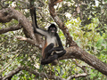Małpy stosują zbalansowana dietę. Fot. Goggins World, źródło: flickr.com, dostęp: 12.03.15