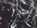 Ławica kryla. Fot. Jamie Hall, źródło: http://en.wikipedia.org/wiki/File:Krill_swarm.jpg, dostęp: 12.02.15
