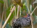Trzcinniczek karmiący pisklę kukułki pochodzące z podrzuconego jaja. 
Fot. Per Harald Olsen, źródło: http://pl.wikipedia.org/wiki/Plik:Reed_warbler_cuckoo.jpg
