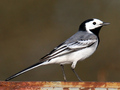 Pliszka siwa.
Fot. Andreas Trepte, źródło: http://pl.wikipedia.org/wiki/Plik:White-Wagtail.jpghttp://pl.wikipedia.org/wiki/Plik:White-Wagtail.jpg