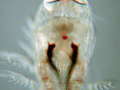 W jeziorach żyją różnorodne widłonogi, które również padają ofiarą 
leptodory. Ten widłonóg z rodzaju Corycaeus ma wielkie oczy i całkiem 
sympatyczny wyraz „twarzy”.
Fot. Otto Larink, źródło: http://en.wikipedia.org/wiki/File:Corycaeus_sp..png
