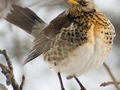 Kwiczoł. Fot. Adam Kumiszcza, źródło: http://pl.wikipedia.org/wiki/Plik:Turdus_pilaris2.jpg
