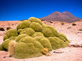 Pokrój rośliny. Fot. Pedro Szekely from Los Angeles, źródło: http://commons.wikimedia.org/wiki/File:3,000_Year_Old_Yareta_Plant_%282087602585%29.jpg, dostęp: 15.01.2015
