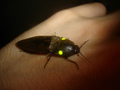 Chrząszcz z rodziny sprężykowatych (Elateridae), bioluminescencja w komórkach znajdujących się na grzbiecie, tworzących dwie żółte plamy (Gwatemala). Fot. Adrian Tween, źródło: www.flickr.com, dostęp: 02.12.2014
