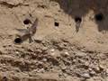 Brzegówki gniazdują w piaszczystych brzegach, w których drążą norki. Fot. Pidgifr, źródło: https://www.flickr.com, dostęp: 10.07.15