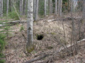 Wejście do niedźwiedziej gawry.Fot. stingp, źródło: http://www.flickr.com/photos/stingp/2477395194/sizes/l/, dostęp 06.03.14