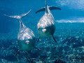 Delfiny należą do zwierząt, które przechodzą pozytywnie test lustra, rozpoznają swoje odbicie w lustrze oraz na nagraniach. Fot. Jeff Kraus, źródło: https://www.flickr.com/photos
