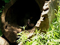 Niedźwiedź śpiący w pustym pniu starego drzewa.Fot. Ace Frenzy, http://www.flickr.com/photos/acefrenzy/166589089/sizes/l/, dostęp 06.03.14