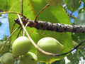 Owoce Terminalia ferdinandiana, tzw. śliwki kakadu. Źródło: 
https://australianseed.com/shop/item/terminalia-ferdinandiana, dostęp 
25.03.14
