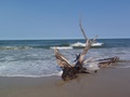 Zmieraczki żyją na odludnych plażach; wycofują się z miejsc, na których liczba ludzi jest większa niż 10 osób na 100 metrów kwadratowych plaży (Źródło: http://www.iopan.gda.pl/ekologia/documents/WWF_Hel_turystyka%202.pdf). Fot. AKH