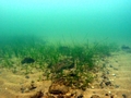 Naturalna regeneracja łąki podmorskiej z zosterą morską w pobliżu klifu w Orłowie. 
Fot. Piotr Bałazy. Źródło: http://water.iopan.gda.pl/projects/Zostera/gallery-pl.html
