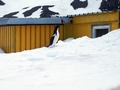 Pingwin Adeli
zaglądający w okna Stacji, fot. P. Andryszczak
