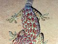 Toke (Gekko gecko) – gatunek jaszczurki z rodziny gekonowatych.
Fot. Michael Sale, źródło: http://www.flickr.com/photos/michaelsale/5306380018/sizes/z/in/photostream/