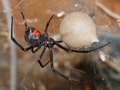 

W
jadzie czarnej wdowy znajduje się substancja mająca silne działanie
przeciwbólowe.

Chuck Evans
(mcevan) http://commons.wikimedia.org/wiki/File:Black_Widow_Spider_07-04-20.jpg

