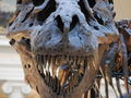 Czaszka tyranozaura. Muzeum Historii Naturalnej w Chicago (fot. ScottRobertAnselmo/wikimedia)
