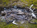 Fot. Piotr Andryszczak. Przykład rozkładającej się materii
organicznej (w tym przypadku szczątki renifera), południowy Spitsbergen