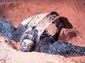 Żółw skórzasty osiąga długość ciała do 2 metrów i rozpiętość kończyn przednich przekształconych w płetwy do 3 metrów.&nbsp; Prehistoryczne żółwie skórzaste bywały jeszcze większe. Zdjęcie: http://pl.wikipedia.org/wiki/%C5%BB%C3%B3%C5%82w_sk%C3%B3rzasty#mediaviewer/Plik:LeatherbackTurtle.jpg