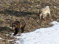 Za tym niedźwiedziem podąża wilk – Park Narodowy YellowstoneFot. YellowstoneNPS, źródło: http://www.flickr.com/photos/yellowstonenps/7437503892, dostęp 06.03.14