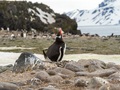 Pingwin białobrewy w kolonii niedaleko Stacji (terytorium ASPA 128, Antarctic Specially Protected Area), fot. Piotr Andryszczak