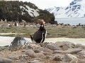 Pingwin białobrewy w kolonii niedaleko Stacji (terytorium ASPA 128, Antarctic Specially Protected Area), fot. Piotr Andryszczak