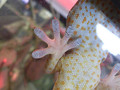Sekretem utrzymywania się gekonów na gładkich powierzchniach jest olbrzymia liczba bardzo cienkich włosków, rozszczepionych na miotełki na powierzchni łapy gekona. 
Fot. Dallas Krentzel, źródło: http://www.flickr.com/photos/31867959@N04/3413283878/